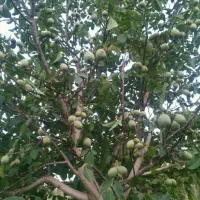 شروع پیش فروش نهال گردو کوپه ای