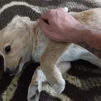 توله سگ تریر|سگ|مشهد, سازمان آب|دیوار