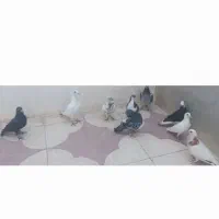 شهرستان خفر