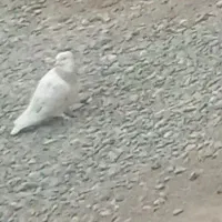 کبوتر گریب گیری شده|پرنده|بشاریات, |دیوار