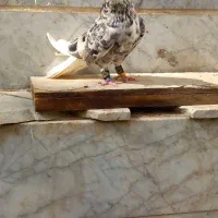 کبوتر شازده سرور