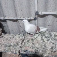 کفتر|پرنده|بروجرد, |دیوار