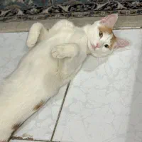 گربه|حیوانات|زنجان, |دیوار