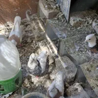 7 جفت طوقی زرین ، لیمویی و سیاه|پرنده|بافق, |دیوار