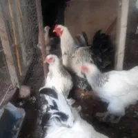 مرغ نژاد برهما|حیوانات مزرعه|کومله, |دیوار