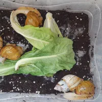حلزون اچاتینا البینو فوری