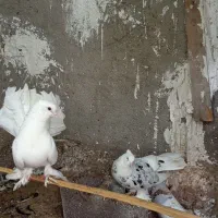 دم چتری سفید