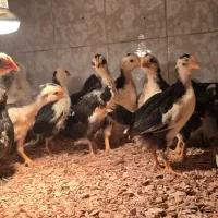 آروانا ، دیسکس ، گلی