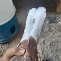 کبوتر|پرنده|کوه چنار, |دیوار