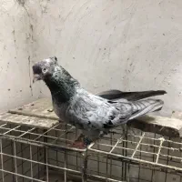 سرور