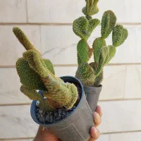 کاکتوس عالی|گل و گیاه طبیعی|اصفهان, جاوان|دیوار
