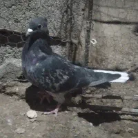 4عدد حیون فروشی