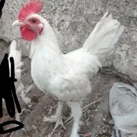 مرغ و خروس گلین فروشی