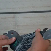 کبوتر هفت رنگ و پلاکی|پرنده|قزوین, |دیوار