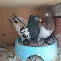 کله ای ،شامی گوک ،کبوتر