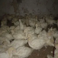 جوجه بوقلمون گوشتی اورجینال واکسن خورده