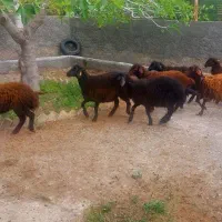 فروش ویژه بره ماده