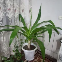 دوعدد گل اشک ملکه