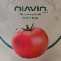نشا و بذر گوجه فرنگی ارقام هیبرید (۸۰۲۰)با کیفیت