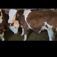 گاو و گوساله نقدی