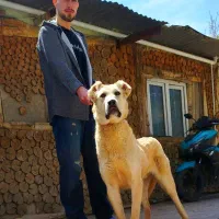 سگ های خراسانی روتوایلر،کانگال،سرابی،ژرمن،قفقازی