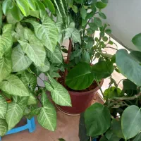 فروش انواع گل|گل و گیاه طبیعی|خانمیرزا, |دیوار