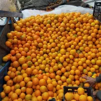 پرتقال تازه چیده شده ۴۵ تومان|خوردنی و آشامیدنی|مشهد, شهرک رازی (شهرک غرب)|دیوار