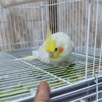 عروس هلندی|پرنده|رودان, |دیوار