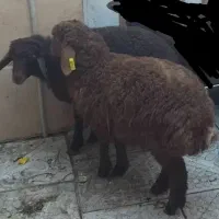 بره ماده جمع کردنی سالم سرحال شیرمست