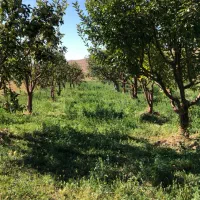 فروش زمین در آبگرم قزوین|فروش زمین و ملک کلنگی|آبگرم, |دیوار