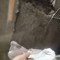 کبوتر گرفته