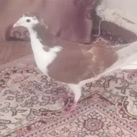 کبوتر سرخ|پرنده|اصفهان, سرتاوه|دیوار