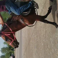 اسب ۴نیم ساله سواری|اسب و تجهیزات اسبسواری|رشت, گلباغ نماز|دیوار