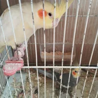 عروس هلندی|پرنده|تربت جام, یحیی آباد|دیوار