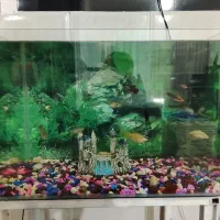 آکواریوم و ماهی|ماهی|مریوان, |دیوار