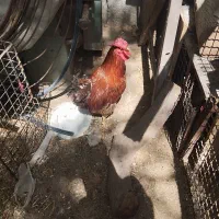 فروشی یا معاوضه با مرغ رسمی