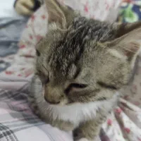 واگزاری گربه