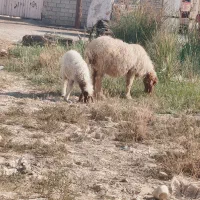 کارون قلعه چنعان