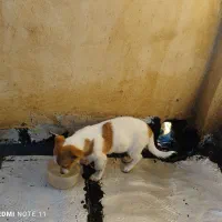 فروش توله سگ نر ۴ماهه وسترن|سگ|میانه, |دیوار