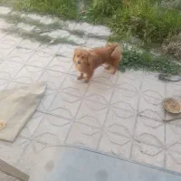 فروش سگ پاکوتاه