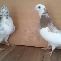 2 تا هما سرور  جوان|پرنده|تهران, افسریه جنوبی|دیوار