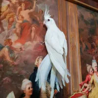 جوجه البینو فوق استثنایی