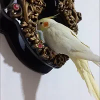 عروس هلندی گمشده