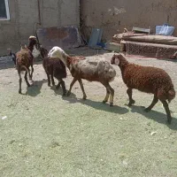 میش