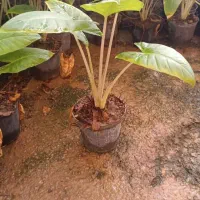 فروش فوری گل بابا آدم|گل و گیاه طبیعی|ری, حمزهآباد|دیوار