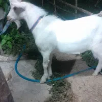 دو عدد چکل سانن