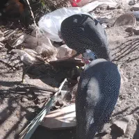 یک جفت مرغ شاخ داره ماده جوان