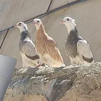 شازده گلی  زرد مشکی قرمز سبز