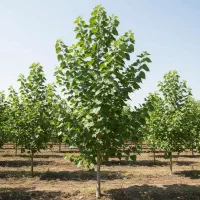 نهال صنوبر برای فضای سبز و زراعت چوب