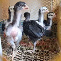 جوجه خروس و مرغ لاری